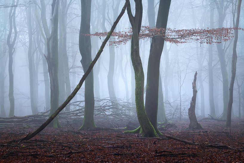 Ballettaufführung von Roelie Steinmann