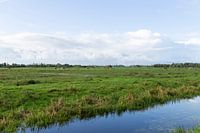 Niederländische Landschaft mit Kühen