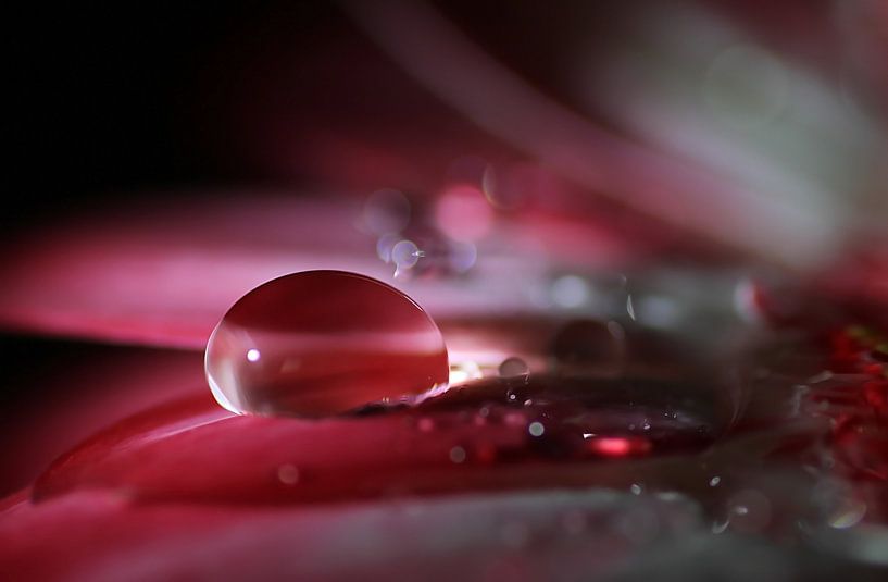 Gouttes sur fleur de gerbera par SusaZoom