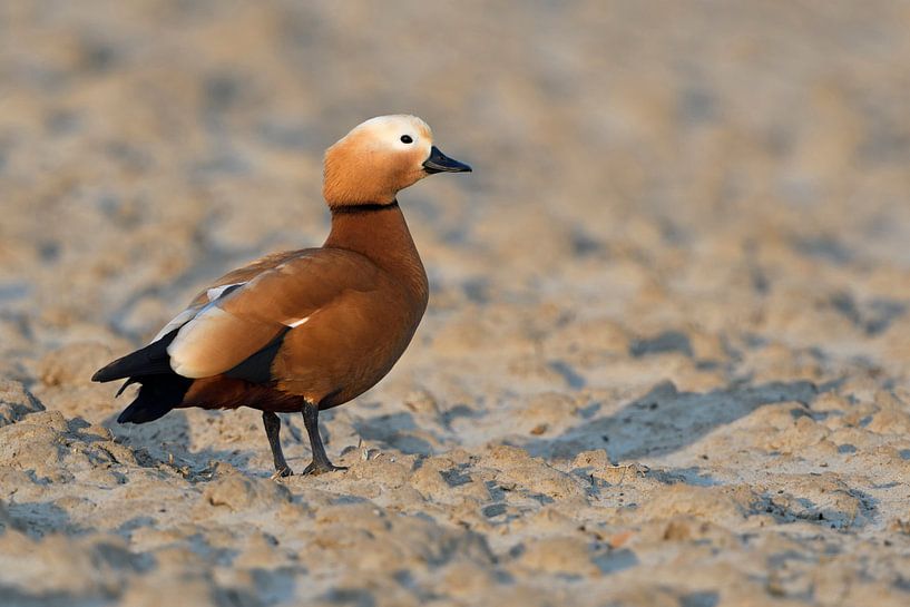 Ruddy Shelduck ( Tadorne casarca ) by wunderbare Erde