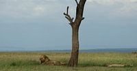 Male lion at the Masai Mara, Kenya.