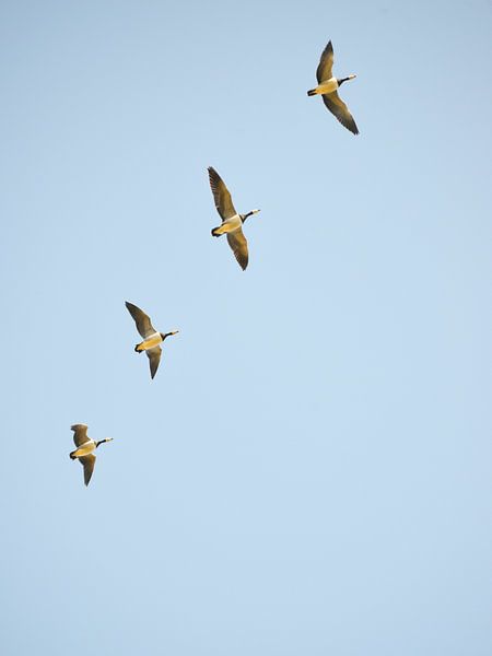Geese in full flight by Shutter Dreams
