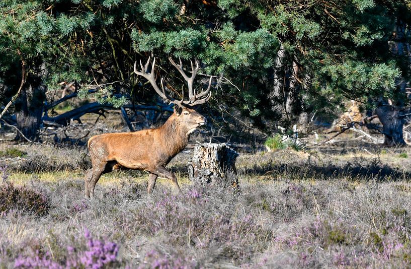 Homme cerf rouge par Merijn Loch