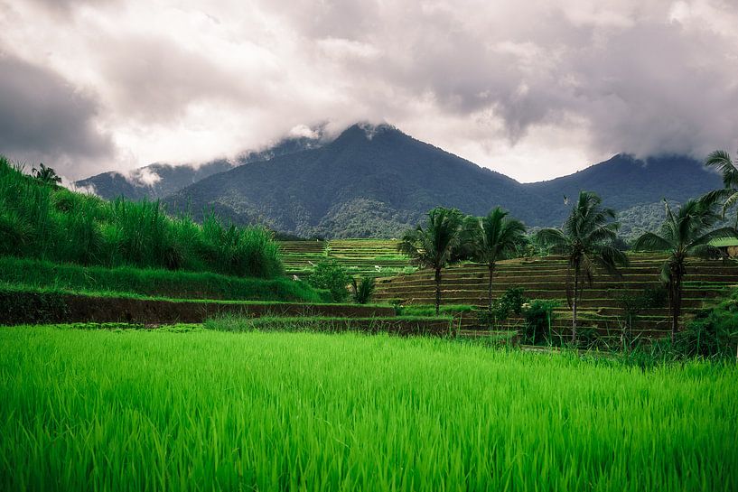 Green rice fields Bali by road to aloha