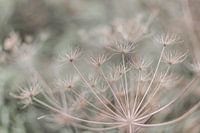 Pflanze in den Dünen