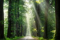 Gorgeous morning in the forest