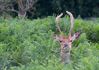 Rotwild beim Fressen eines frischen Blattes erwischt