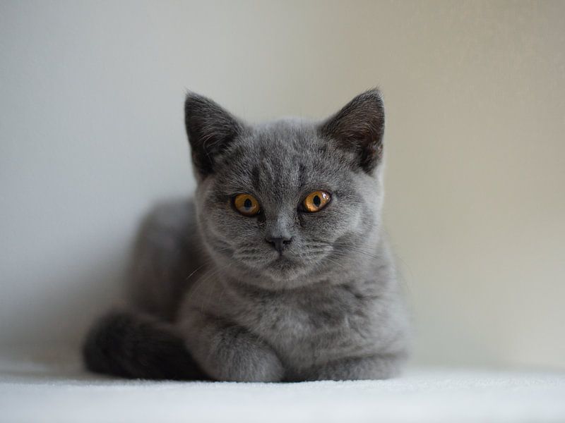 Chat British Shorthair par lana zelda