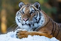 Auf der Suche nach dem Schnee