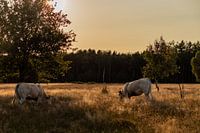 Vaches au soleil du soir