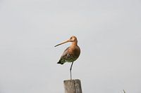 A real Dutch bird, the Black-tailed Godwit in its characteristic way standing on one leg on a pole.
