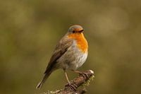 Robin