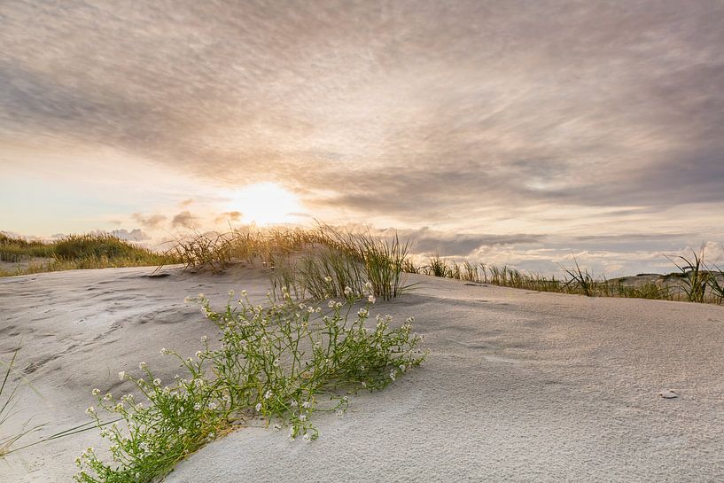 Strandflieder in der goldenen Abendsonne von Ursula Reins