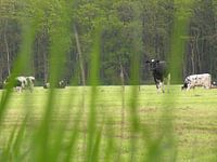 Bekeken door een koe.