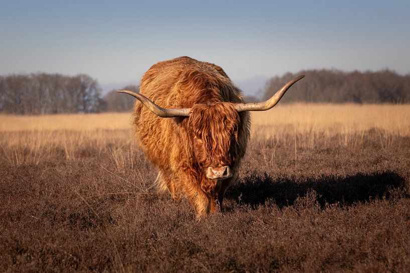 Ein schottischer Highlander kommt auf dich zugerannt von KB Design & Photography (Karen Brouwer)