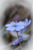 Alpenblum Hepatica Nobilis