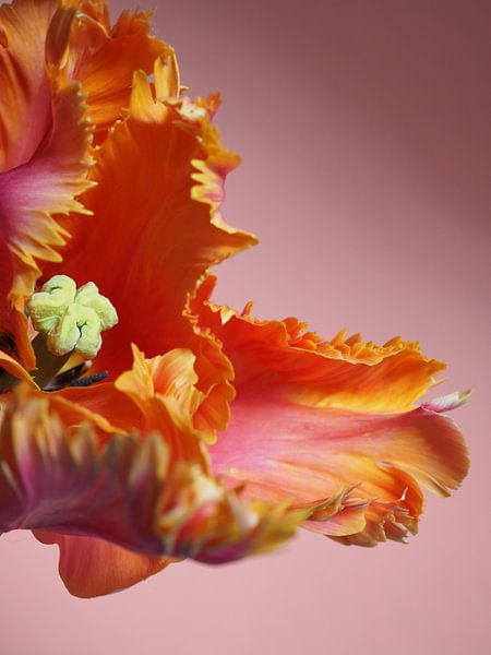 EXPLOSION DE FLEURS PERROQUET PULPE MICRO par raisa haveman