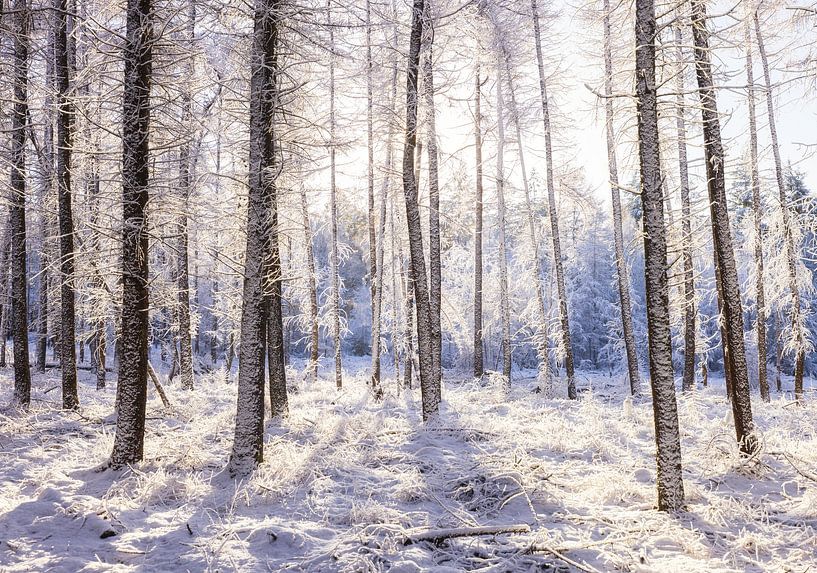 Dwingelderveld - Drenthe (Niederlande) von Marcel Kerdijk