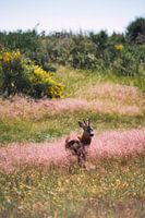Chevreuil dans une prairie fleurie suédoise