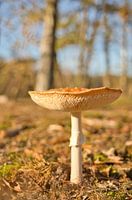 Roter Pilz im Herbst 2