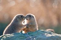 Prairiehondjes in vroege ochtendlicht