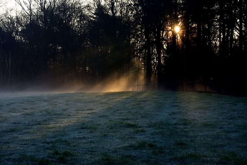 Zonsopkomst in een mistig en koud bos in de winter. van Jurjen Jan Snikkenburg