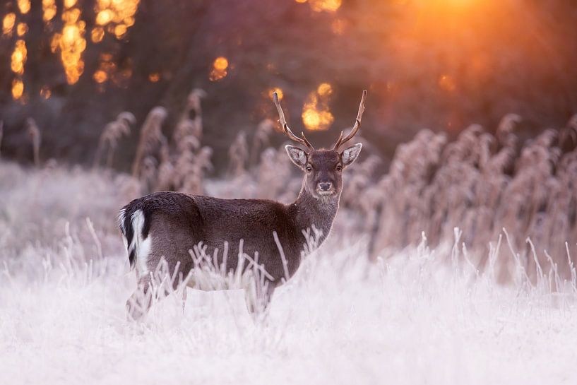 Fire 'n Ice - Damhirsch im Winterwunderland von Roeselien Raimond