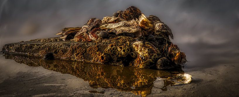 Des coquillages sur les vasières par Harry Stok