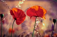 poppies