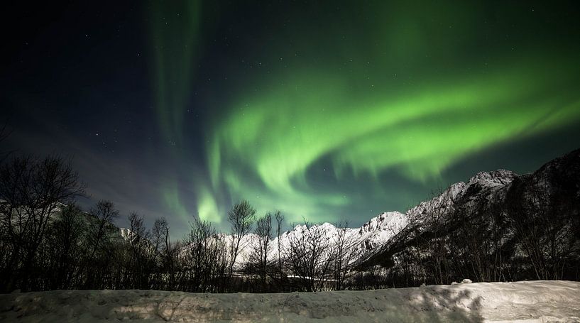 The Green Gold by Ken Costers