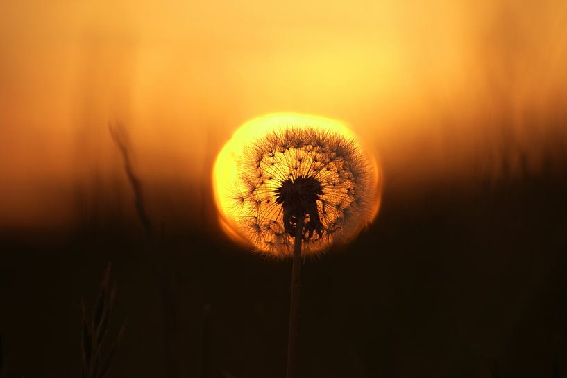 Le doux pissenlit au coucher du soleil par Laurens Balvert