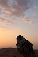 bird of prey in the desert of dubai