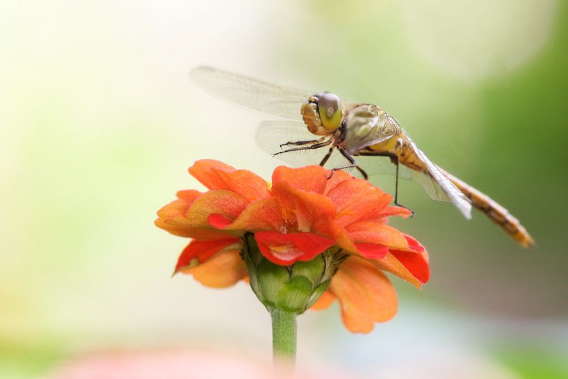 Ziegelroter Heidelibel auf Blume von Jeroen Stel