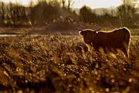Scottish Highlander in the Morning Sun