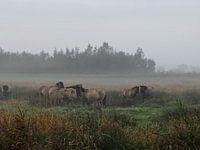 Wilde paarden in de mist