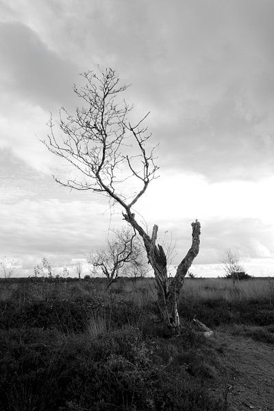 Strong survivor - Solitaire berk op het Balloërveld van Jurjen Melinga