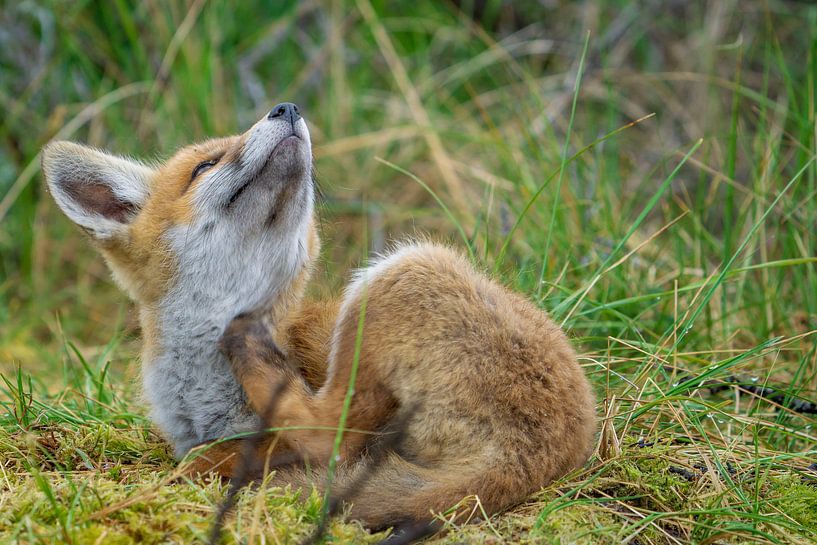 junger Fuchs von Rando Kromkamp Natuurfotograaf