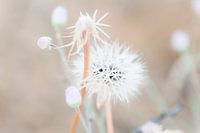 Flauschiger Löwenzahn