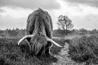 Scottish Highlander