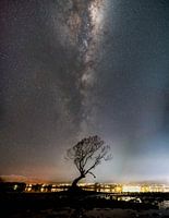 Milchstraße über dem Wanaka-Baum