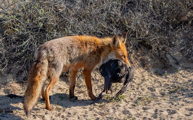 Mother Fox has been hunting. by Natascha Worseling