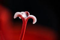 Druppels op amaryllis