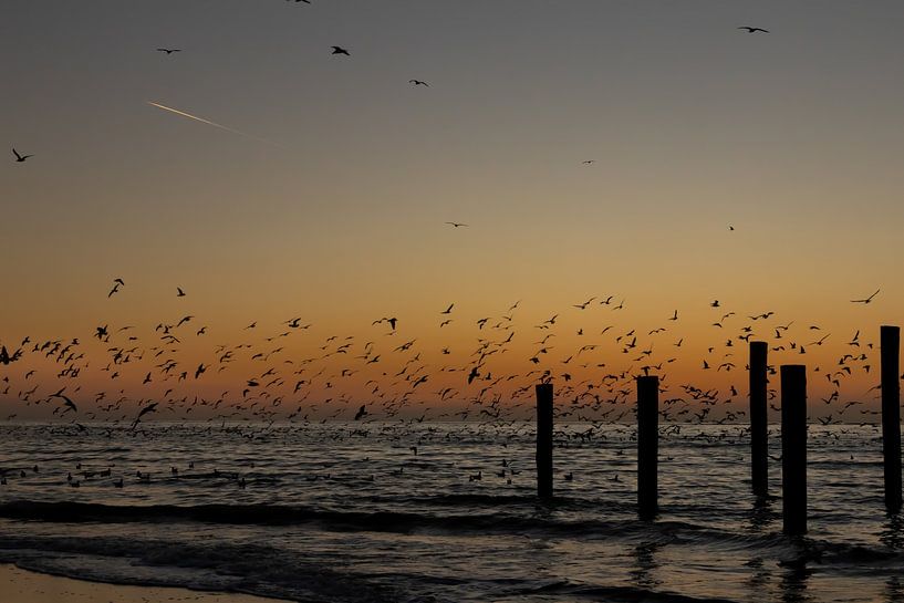 Village de palmiers de Petten avec mouettes en vol par Bram Lubbers