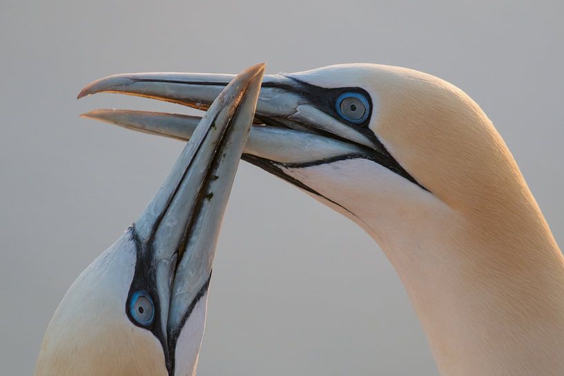 Liebe für immer von Martin de Bock