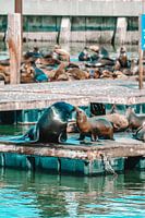 Sealion Kiss Pier 39