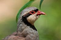 Rothuhn :Ouwehands Dierenpark