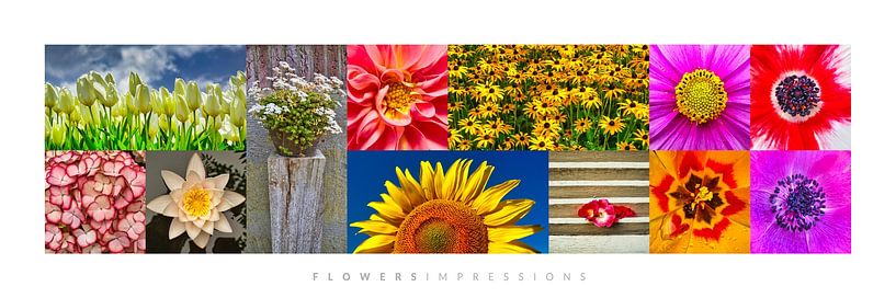 Blumen-Impressionen von Harry Hadders Design