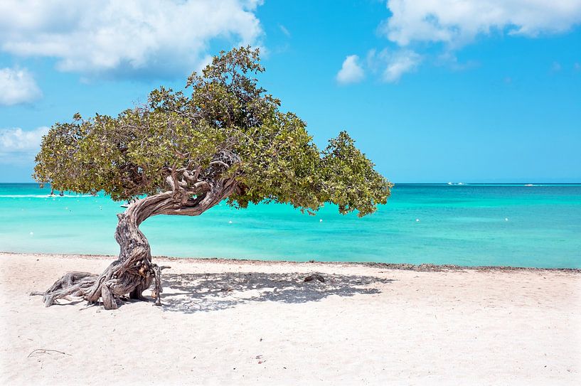 Divi-Divi-Baum auf der Insel Aruba im Karibischen Meer von Eye on You