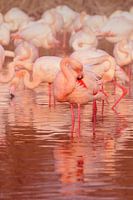 Flamant rose avec réflexion sur l'eau en Camargue