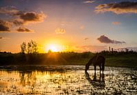 Durstiger Sommerabend